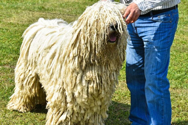 Another high-maintenance Hungarian, the Komondor has a coat that looks like dreadlocks, which need to be regularly separated and cleaned. They are a deeply loyal and protective breed.