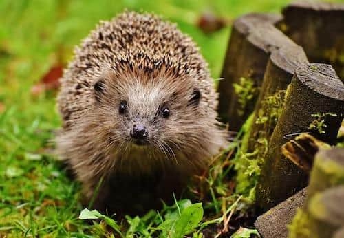 People are being encouraged to have hedgehog highways in their gardens