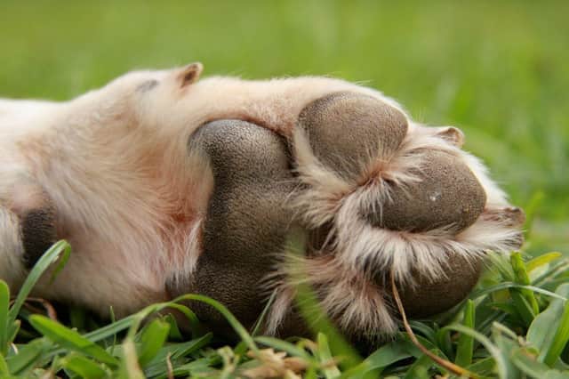 If you take a close look at your dog's paws you might notice that their toes are webbed.