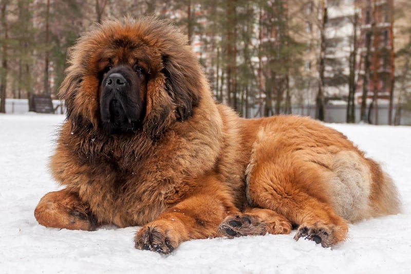 The Tibetan Mastiff, with their distinctive thick coat designed for cold climates, are loyal and affectionate to their inner circle but will repel unwanted guests with ferocity.