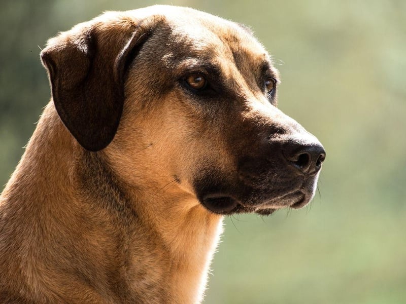 The Kangal has the strongest bite of any breed of dog - a hefty 743 psi. This makes them particularly good at guarding livestock from predators in their native Turkey, but the breed is also known to be a great family dog if properly trained, getting on particularly well with children.