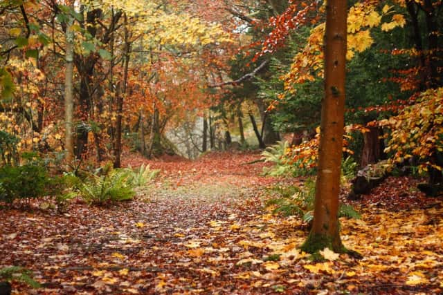 The woods at Hopetoun House, which will host Scottish Tree Festival events this year.