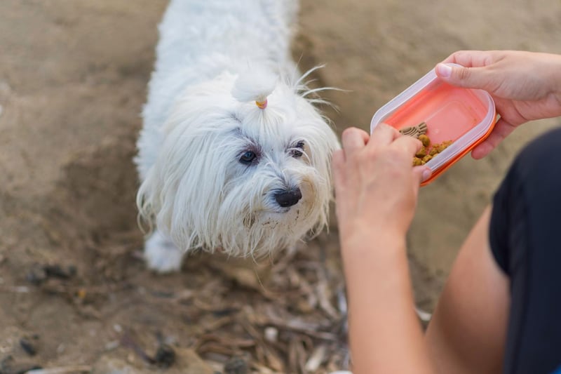 Unusually, the issue with the cute Maltese is that they can become bored of the same food. If they aren't emptying their bowl, try something that has a different flavour or texture. Some owners recommed trying baby food if nothing else is working.