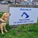 Jenkins made a special visit this week to Westport Vets in Linlithgow to celebrate International Guide Dog Day on Wednesday.
