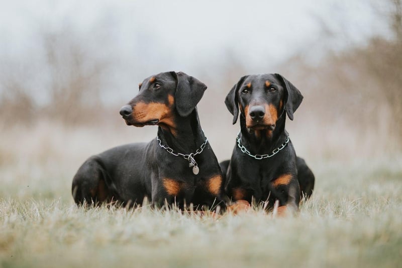 The Doberman Pinscher is a naturally fastidious and neat breed, so toilet training is something that they seem bred for. Most Dobermans will be house broken within a matter of days.