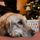 Every year thousands of dogs require veterinary care after eating these foods.