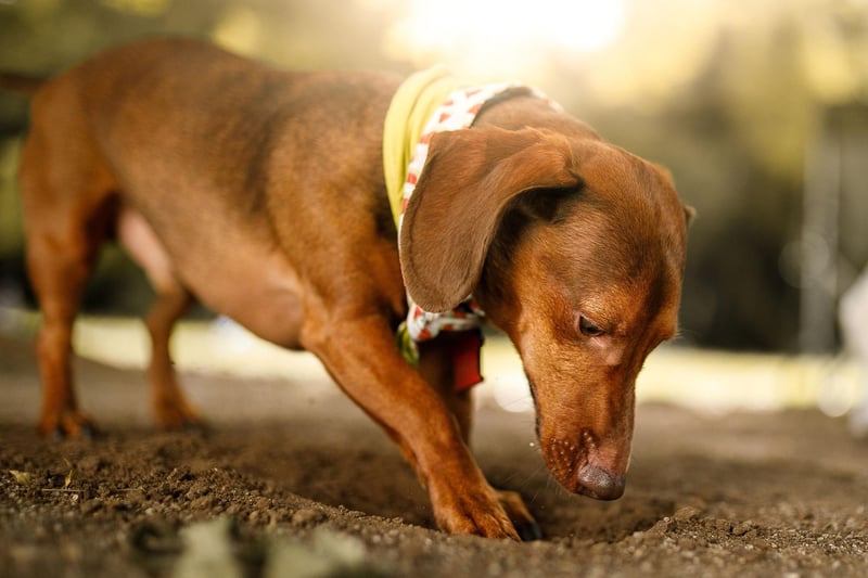 Whether long haired or short haired, Dachshund sausage dogs were bred to dig - with their shape and short legs perfect for barrowing for animals like badgers.