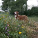 Don't let your dog eat the daffs!