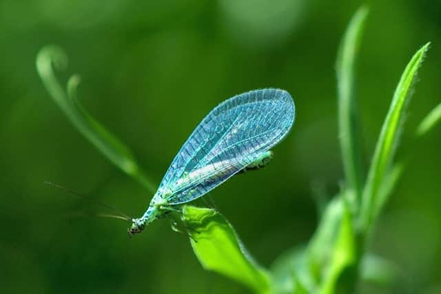 The Lacewing (Chrysopa perla)is among insect species declining in Scotland
 Pic: Jaybee