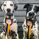 Canine Critics for 2022 were Darcy and Darla
