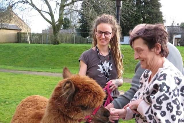 Annie the alpaca makes herself at home at William Simpsons