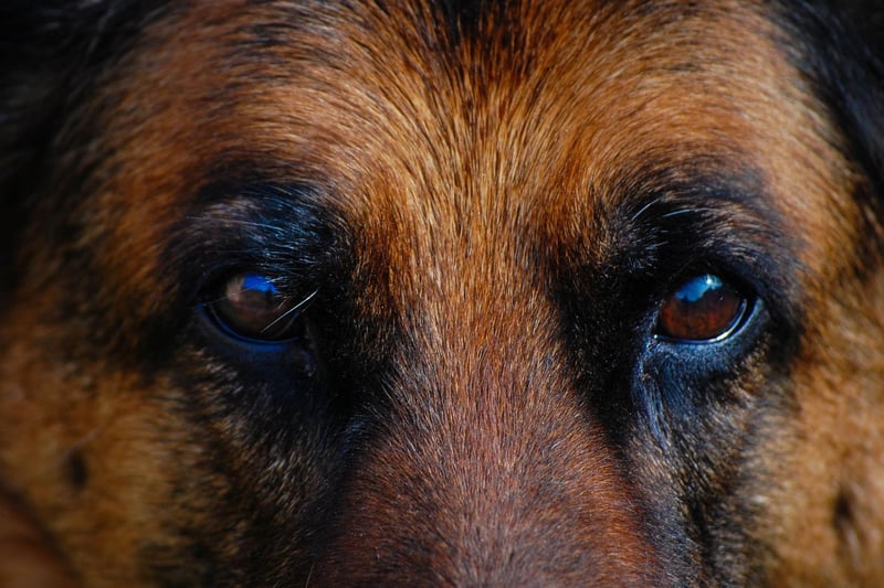 Courageous German Shepherds are the breed of dog most likely to develop Chronic Superficial Keratitis, which causes the dog's body to reject the cornea. Treatment is availbale to slow its progression.