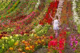 Eleanor Paton Lloyd admires a colour spectrum of a rose farm in Kincardine