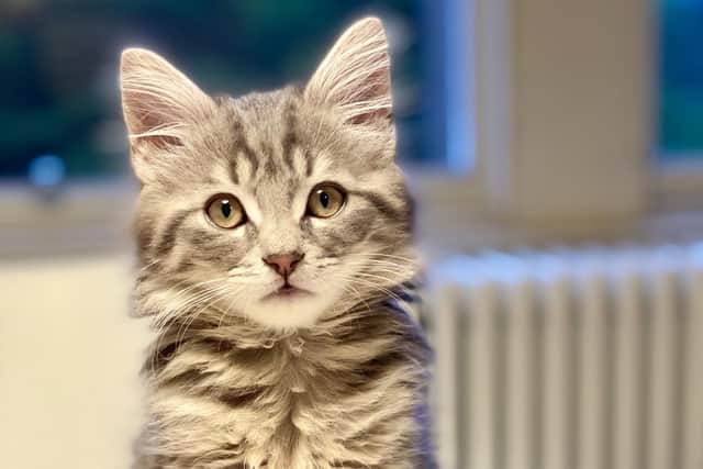 "It wasn't me mate," - this little kitten may not have caused much in the way of damage to his owner's home but there are a lot of dogs and cats who have done just that