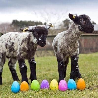 These guys will not be logging onto the Zetland park Virtual Easter Egg Hunt but you and your family can
