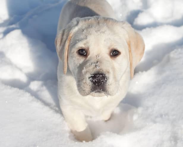 A few simple tips can keep your pup safe and warm over winter.