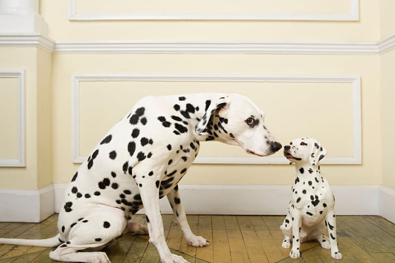 Dalmatians are genetically predisposed to suffering from deafness - with around 8 per cent of the breed affected by the problem. It is thought that the deafness gene is connected to the gene for blue eyes - meaning only brown eyed Dalmatians are now bred in the UK.