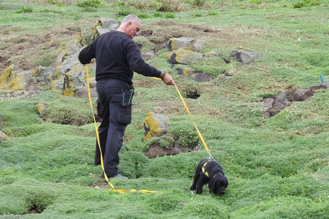 Simon Chapman from K9 with Molly on the Isle of May. (Pic: NatureScot)