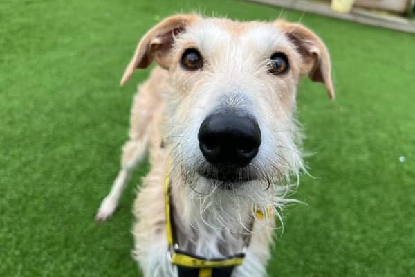 Noah, Dog's Trust West Calder