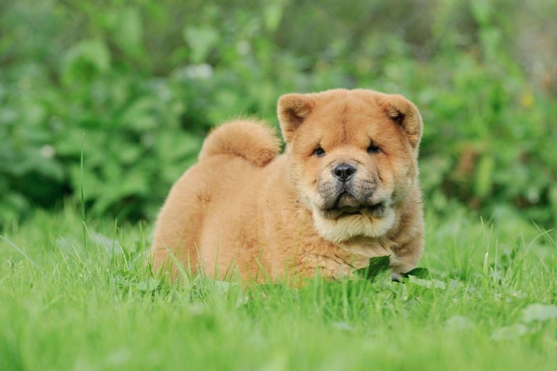It's hard to resist the teddy bear looks of the Chow Chow, but that's what those who haven't trained dogs before should do. They need to be socialised regularly early on and you need to work hard to earn their respect and loyalty.