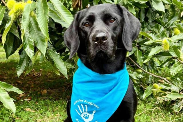Paws for Progress ambassadog Penny will be pounding the pavements for this year's Edinburgh Kiltwalk (Picture: Submitted)