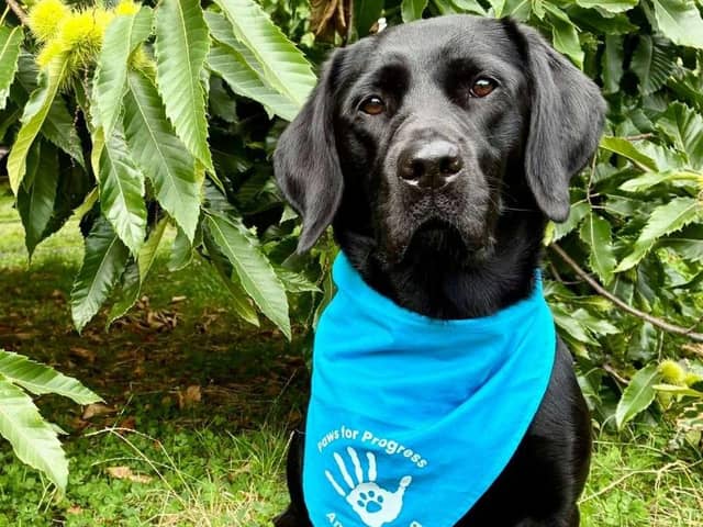 Paws for Progress ambassadog Penny will be pounding the pavements for this year's Edinburgh Kiltwalk (Picture: Submitted)