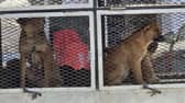 Dogs on a truck in Morocco - Animal News Agency