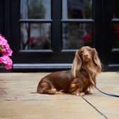 Dogs can live it up in luxury at the Inchyra. Pic: Contributed