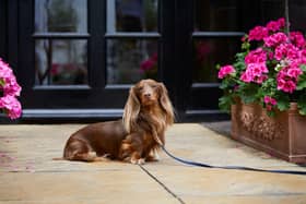 Dogs can live it up in luxury at the Inchyra. Pic: Contributed