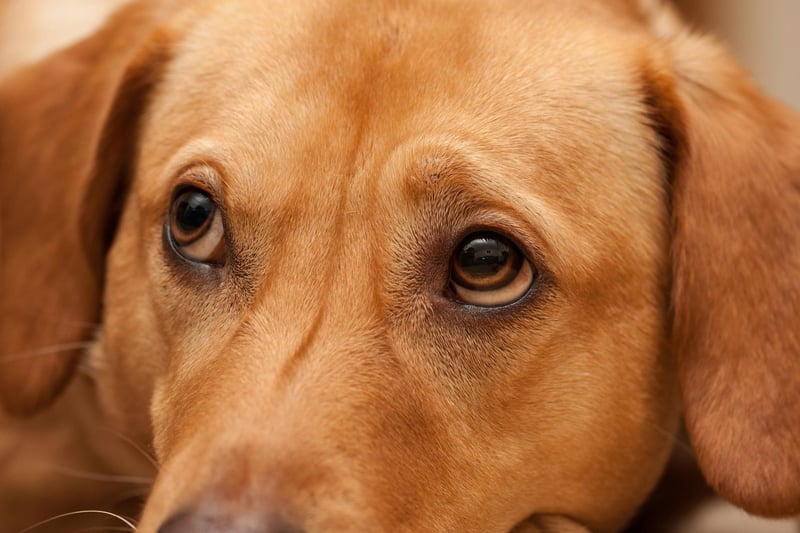 Labrador Retrievers are genetically more likely than other dogs to develop progressive retinal atrophy (PRA), a degenerative condition that causes complete blindness within around two years of diagnosis.