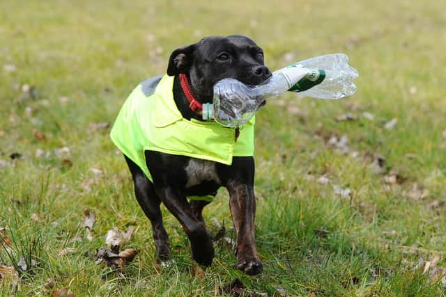 Staffordshire cross dog Lexi have become well-known for clearing up litter in Tamfourhill. Picture: Michael Gillen.