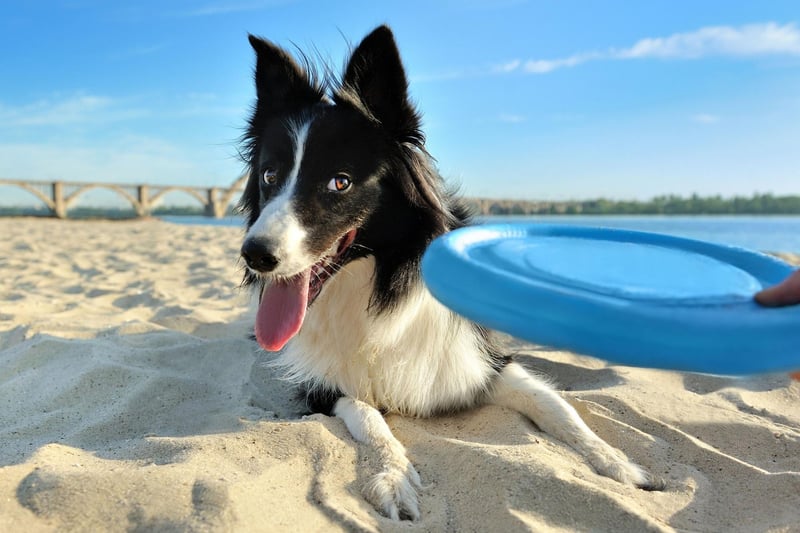 The seventh most popular name with Border Collie owners is Molly. In Hebrew the name means 'wished-for child'.