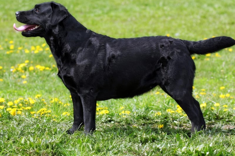 The 11 breeds of dog most likely to be crowned best in show