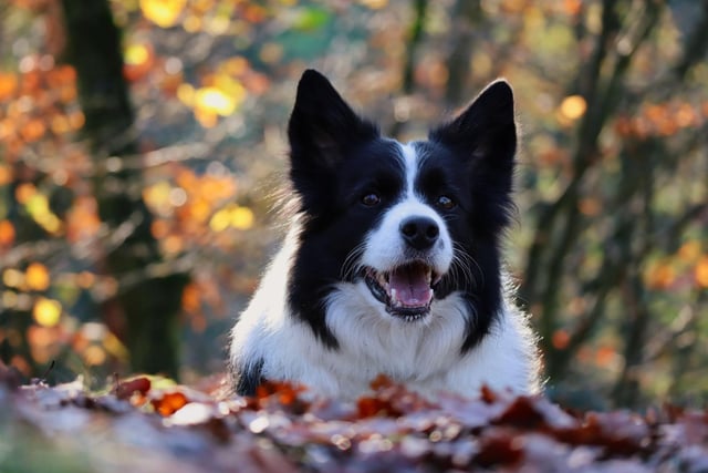 The Border Collie is both the world's most intelligent dog, and one of the most energetic. A lack of constant stimulation can cause them to become aggitated and stressed - meaning housing this dog in a small flat is tantamount to cruelty.
