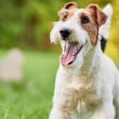 The 10 most popular breeds of terrier in the UK, according to the Kennel Club (Getty Images)
