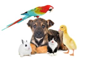 Millions of British people welcomed new pets into their home during lockdown - here are the most popular.