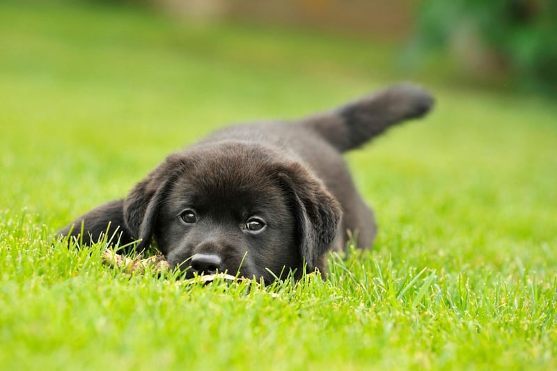 There's no expensive trips to the dog grooming salon for Labrador owners. The Lab's coat may moult, meaning a powerful hoover is a must, but otherwise the occasional bath if they've rolled in something smelly is all that is required to keep them looking pristine.