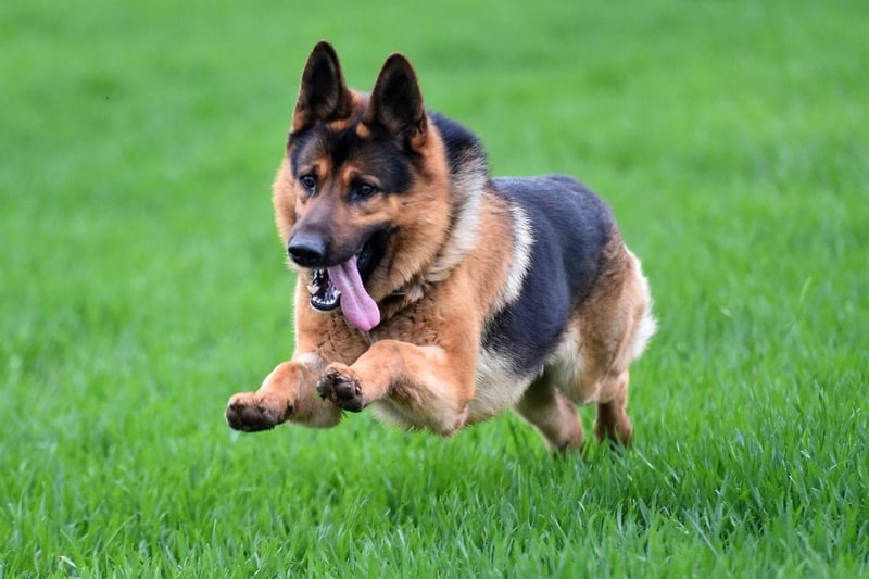 Biting Dogs 2024 10 breeds of adorable dog most likely to bite