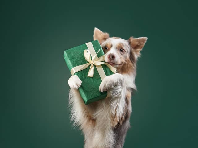 Christmas season poses a number of dangers for our precious pets (photo: Adobe)