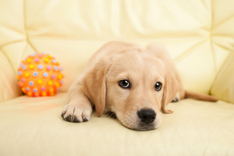 Buddy was the name of US President Bill Clinton's Labrador Retriever. It's a popular name outside the White House too, coming in at 8th in our list, and simply means 'friend'.