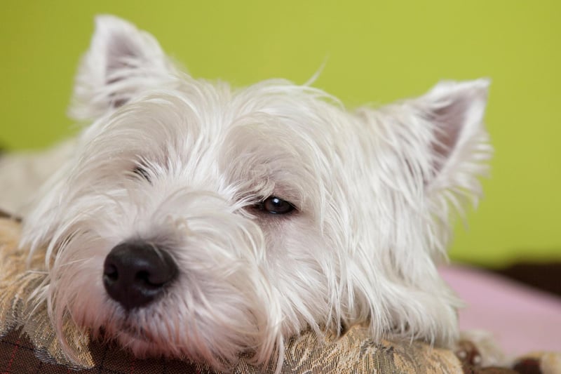 The West Highland White Terrier had 1,460 registrations in 2020, putting them in fourth spot. Commonly known as Westies, they need plenty of exercise to thrive.
