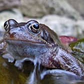 The Froglife project is hopping to win a major award