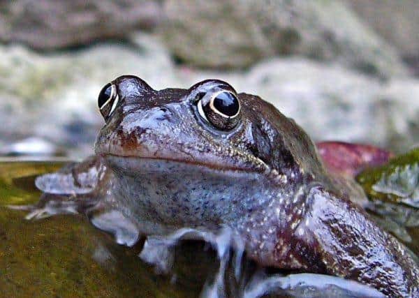 The Froglife project is hopping to win a major award