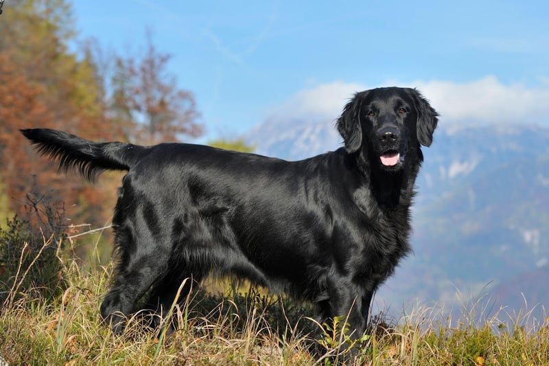 Nicknamed the Peter Pan of dogs, this breed keeps their youthful puppy personalities well into old age.The Flat Coated Retriever is a bright, active, and outgoing dog which loves to please people.  With boundless energy due to their sporting background, they require at least two hours of exercise a day.