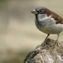 ​House sparrow has remained top of the pecking order for 20 years in the UK, 12 in Scotland. (Pics: RSPB Images)