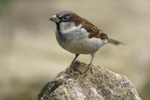 House sparrow has remained top of the pecking order for 20 years in the UK, 12 in Scotland. (Pics: RSPB Images)