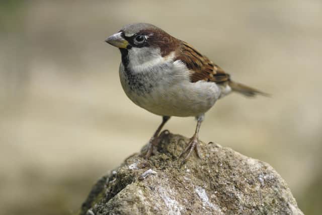 ​House sparrow has remained top of the pecking order for 20 years in the UK, 12 in Scotland. (Pics: RSPB Images)