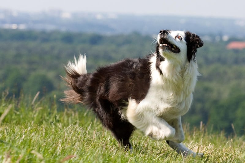 The Border Collie is the world's most intelligent dog breed and also one of the most long lived - with an expected life of 12.10 years.