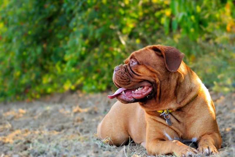 Moving onto the dog breeds with the shortest lives. Also known as the French Mastiff, the Dogue de Bordeaux has the shortest average life of ang dog breed, tending to live between 5 and 8 years. They have obstacles to overcome from the very start - with one of the highest stillbirth rates of any breed - while their brachycephalic (flat) face means that they are at a higher risk of developing breathing problems than other dogs.