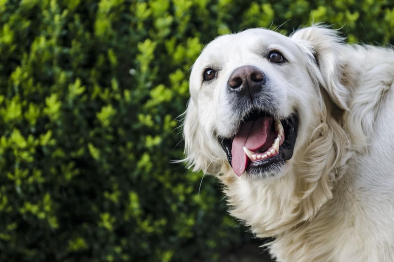 What is true of the Labrador is also usually true of the Golden Retriever - and that includes having a soft mouth. Golden Retrievers can happily chew away at their owner's hands without leaving a mark.